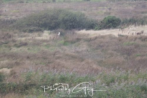 19 September 2026 - Beckermet, West Cumbria - Barn Owl