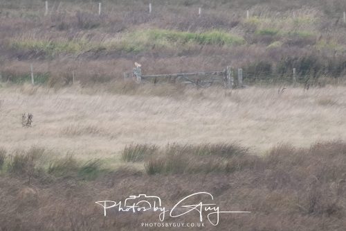 19 September 2026 - Beckermet, West Cumbria - Barn Owl