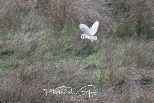 19 September 2026 - Beckermet, West Cumbria - Barn Owl