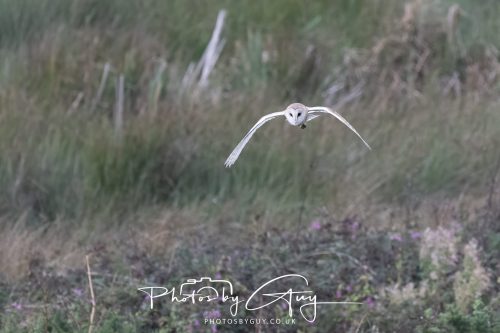 19 September 2026 - Beckermet, West Cumbria - Barn Owl