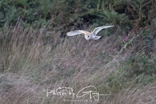 19 September 2026 - Beckermet, West Cumbria - Barn Owl