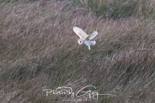 19 September 2026 - Beckermet, West Cumbria - Barn Owl