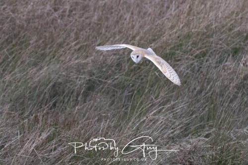 19 September 2026 - Beckermet, West Cumbria - Barn Owl