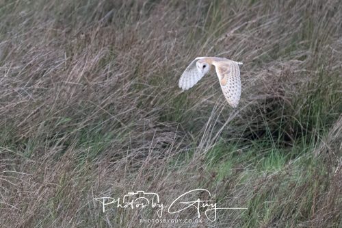 19 September 2026 - Beckermet, West Cumbria - Barn Owl