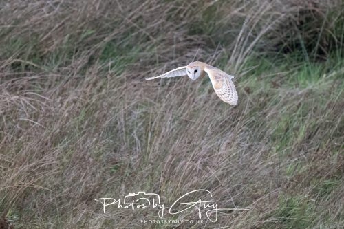 19 September 2026 - Beckermet, West Cumbria - Barn Owl