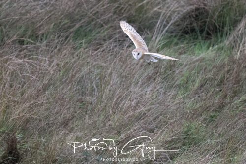 19 September 2026 - Beckermet, West Cumbria - Barn Owl