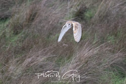 19 September 2026 - Beckermet, West Cumbria - Barn Owl