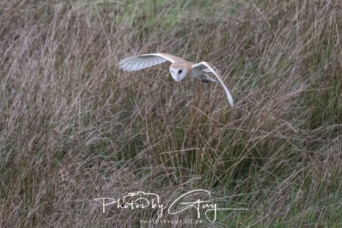 19 September 2026 - Beckermet, West Cumbria - Barn Owl
