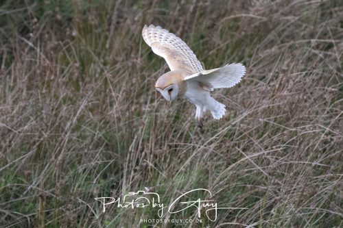 19 September 2026 - Beckermet, West Cumbria - Barn Owl