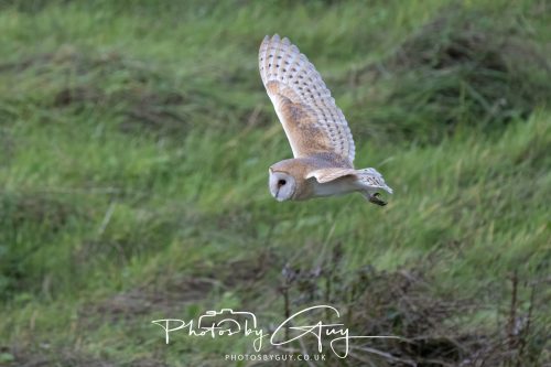 19 September 2026 - Beckermet, West Cumbria - Barn Owl