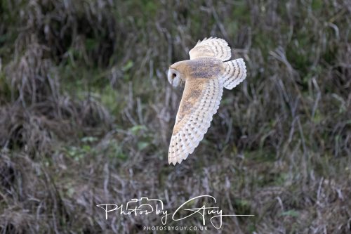 19 September 2026 - Beckermet, West Cumbria - Barn Owl