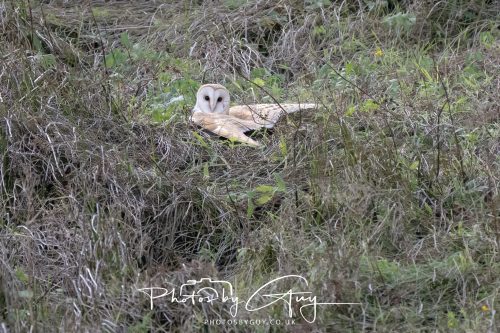 19 September 2026 - Beckermet, West Cumbria - Barn Owl