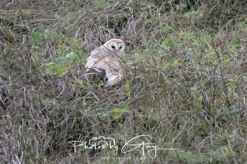 19 September 2026 - Beckermet, West Cumbria - Barn Owl