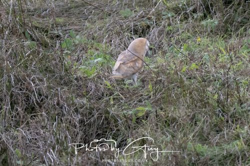 19 September 2026 - Beckermet, West Cumbria - Barn Owl