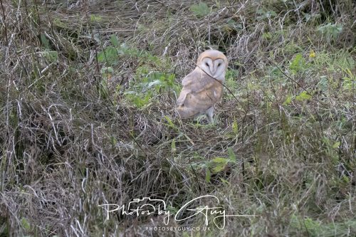 19 September 2026 - Beckermet, West Cumbria - Barn Owl