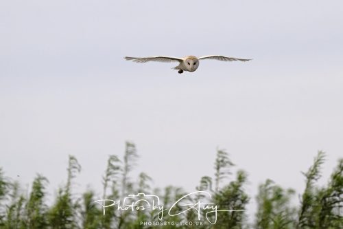 20 September 2026 - Near to Whitehaven, West Cumbria - Barn Owl