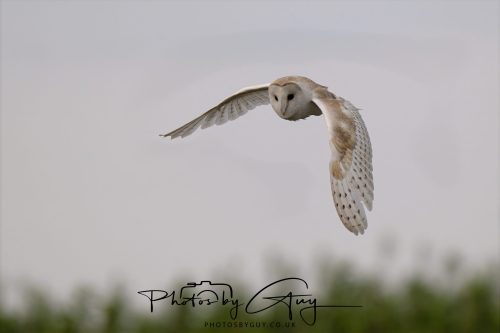 20 September 2026 - Near to Whitehaven, West Cumbria - Barn Owl