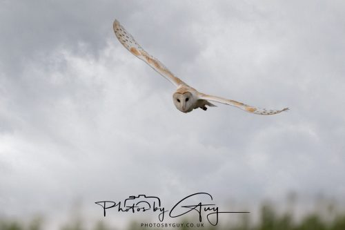20 September 2026 - Near to Whitehaven, West Cumbria - Barn Owl
