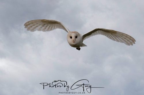 20 September 2026 - Near to Whitehaven, West Cumbria - Barn Owl