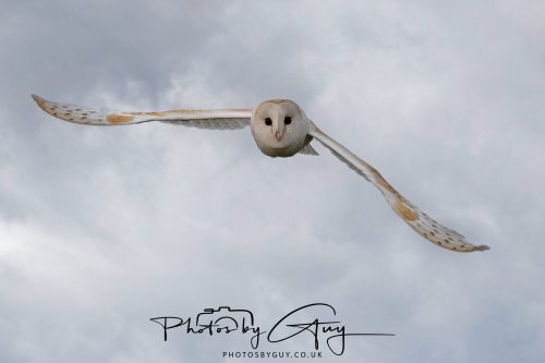 20 September 2026 - Near to Whitehaven, West Cumbria - Barn Owl