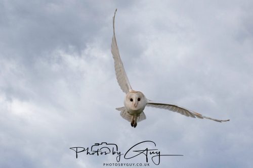20 September 2026 - Near to Whitehaven, West Cumbria - Barn Owl