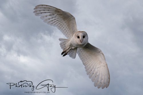 20 September 2026 - Near to Whitehaven, West Cumbria - Barn Owl
