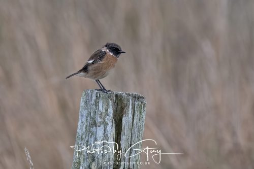 26 September 2026 - Near to Whitehaven, West Cumbria - Stonechat