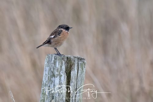26 September 2026 - Near to Whitehaven, West Cumbria - Stonechat