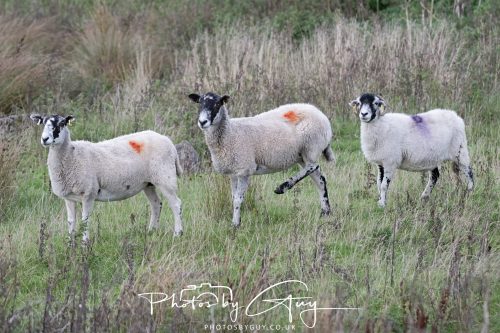 26 September 2026 - Near to Whitehaven, West Cumbria - Sheep
