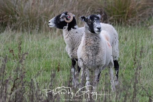 26 September 2026 - Near to Whitehaven, West Cumbria - Sheep