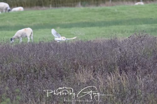26 September 2026 - Near to Whitehaven, West Cumbria - Barn Owl