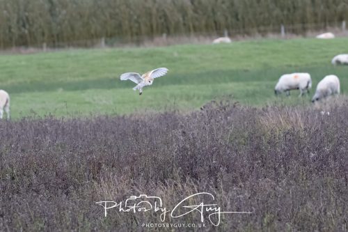 26 September 2026 - Near to Whitehaven, West Cumbria - Barn Owl