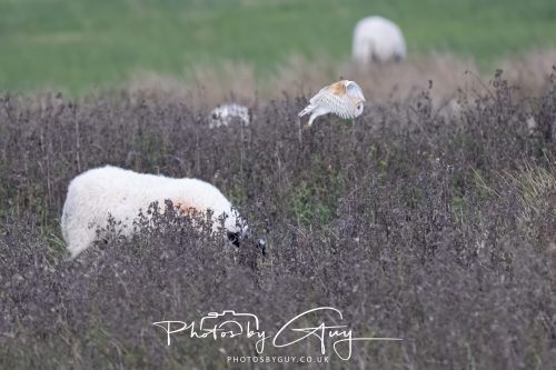26 September 2026 - Near to Whitehaven, West Cumbria - Barn Owl