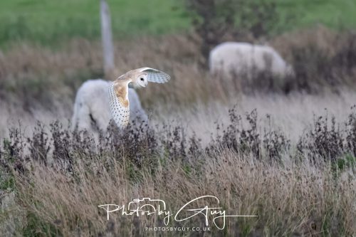 26 September 2026 - Near to Whitehaven, West Cumbria - Barn Owl