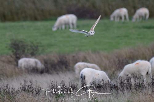26 September 2026 - Near to Whitehaven, West Cumbria - Barn Owl
