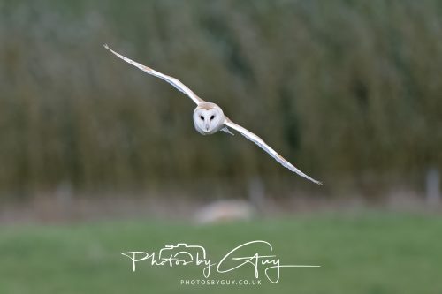 26 September 2026 - Near to Whitehaven, West Cumbria - Barn Owl