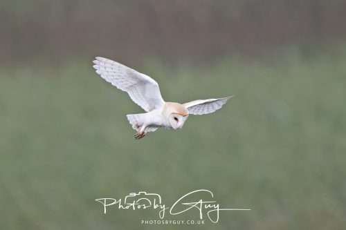 26 September 2026 - Near to Whitehaven, West Cumbria - Barn Owl