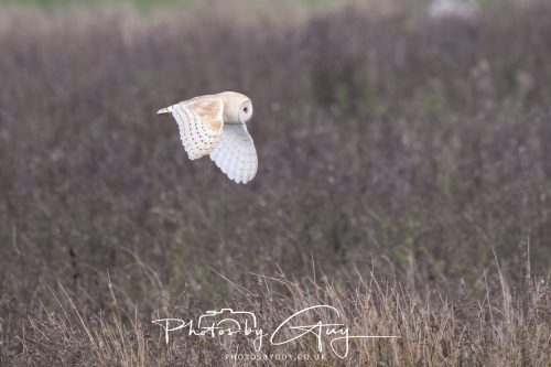 26 September 2026 - Near to Whitehaven, West Cumbria - Barn Owl