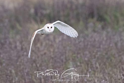 26 September 2026 - Near to Whitehaven, West Cumbria - Barn Owl