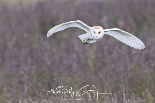 26 September 2026 - Near to Whitehaven, West Cumbria - Barn Owl