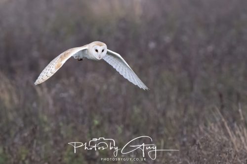 26 September 2026 - Near to Whitehaven, West Cumbria - Barn Owl