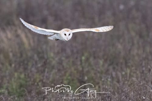 26 September 2026 - Near to Whitehaven, West Cumbria - Barn Owl
