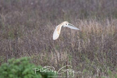 26 September 2026 - Near to Whitehaven, West Cumbria - Barn Owl