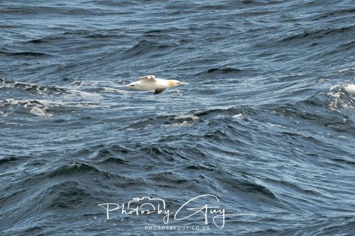 03 October 2026 -Kingscross, Isle of Arran - Gannet