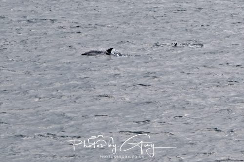 03 October 2026 - Brodick from the Ferry, Isle of Arran - Short Beaked Common Dolphin 