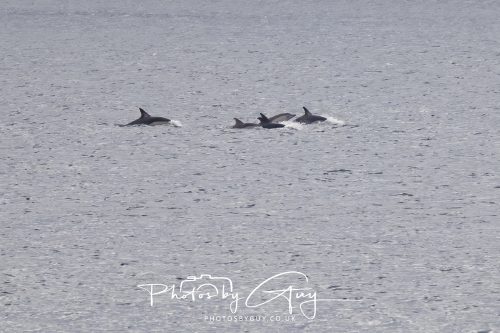 03 October 2026 - Brodick from the Ferry, Isle of Arran - Short Beaked Common Dolphin 