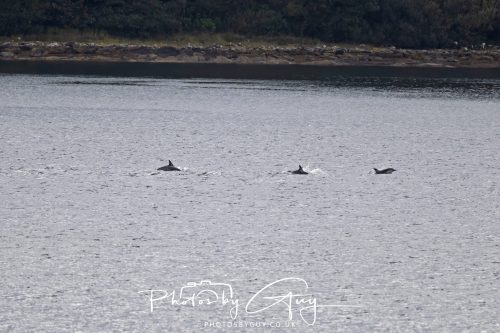 03 October 2026 - Brodick from the Ferry, Isle of Arran - Short Beaked Common Dolphin 
