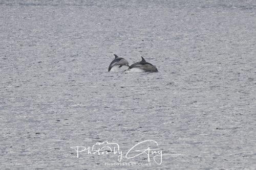03 October 2026 - Brodick from the Ferry, Isle of Arran - Short Beaked Common Dolphin 