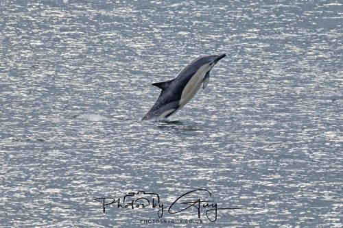 03 October 2026 - Brodick from the Ferry, Isle of Arran - Short Beaked Common Dolphin 