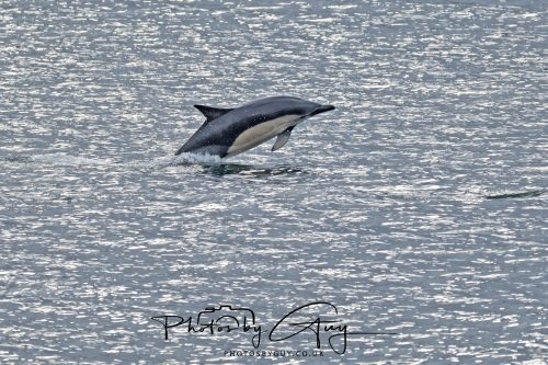 03 October 2026 - Brodick from the Ferry, Isle of Arran - Short Beaked Common Dolphin 